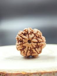 7 Mukhi Rudraksha Savar (Nepali)