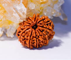 10 Mukhi Rudraksha (Nepali)