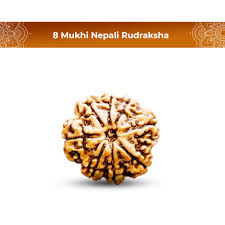 8 Mukhi Rudraksha Savar (Nepali)