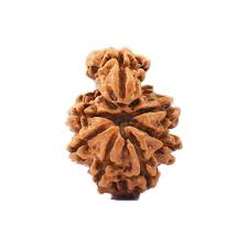 Rudraksha