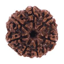 Natural 7 Mukhi Rudraksha (Nepali)